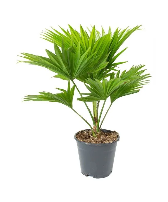 The Chamaerops humilis palm